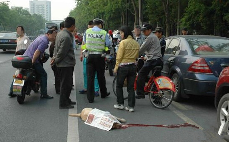 出租车司机何某撞死了一条狗