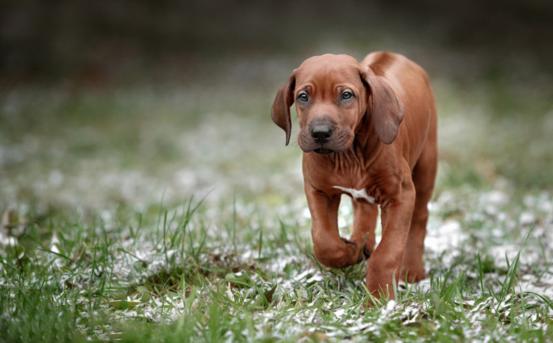 遛犬时没有对犬束犬链